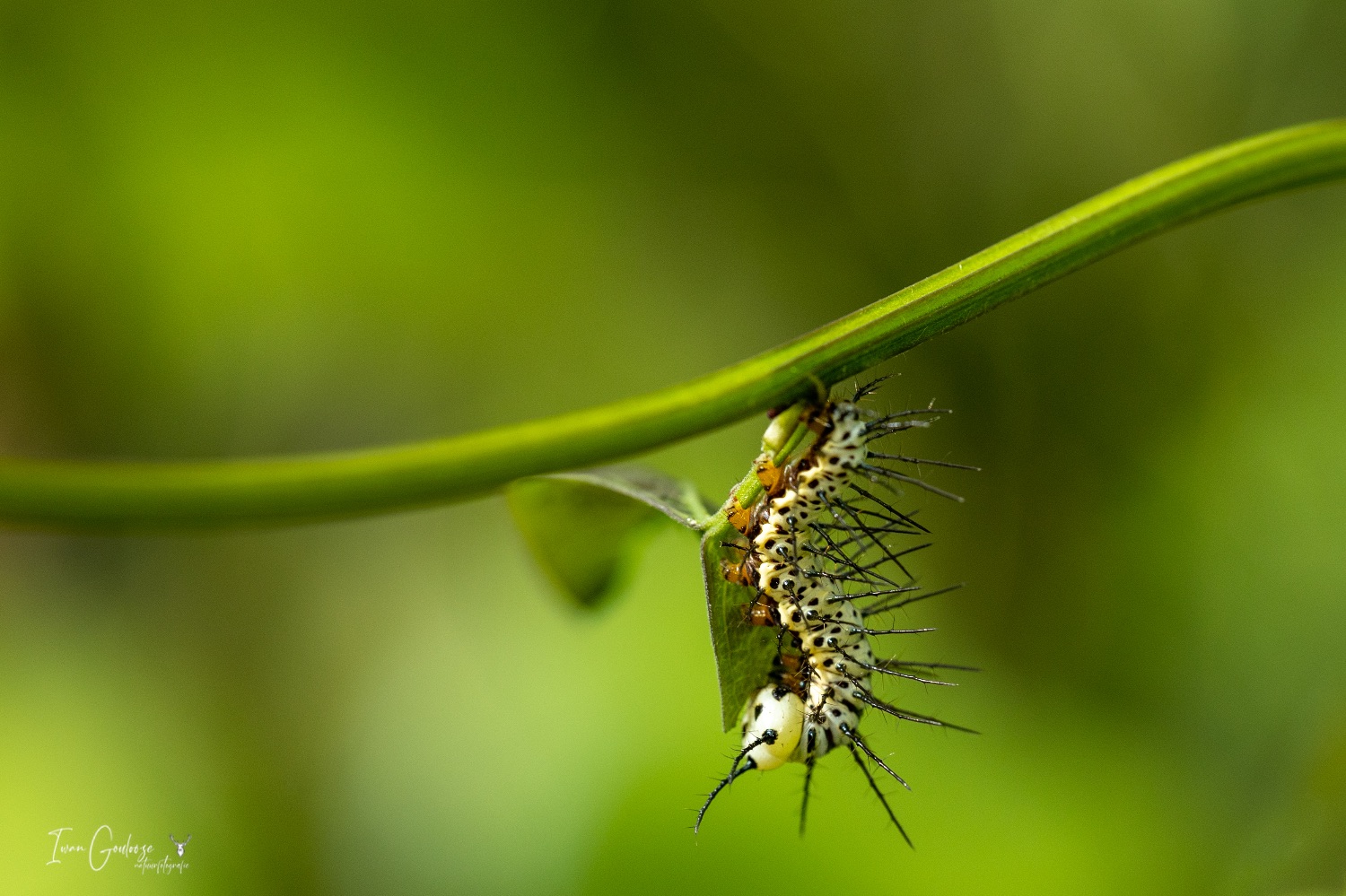  R2A3113 28 mei 2023 1620 10